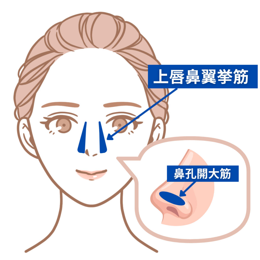 上唇鼻翼挙筋・鼻孔開大筋の位置を示すイラスト