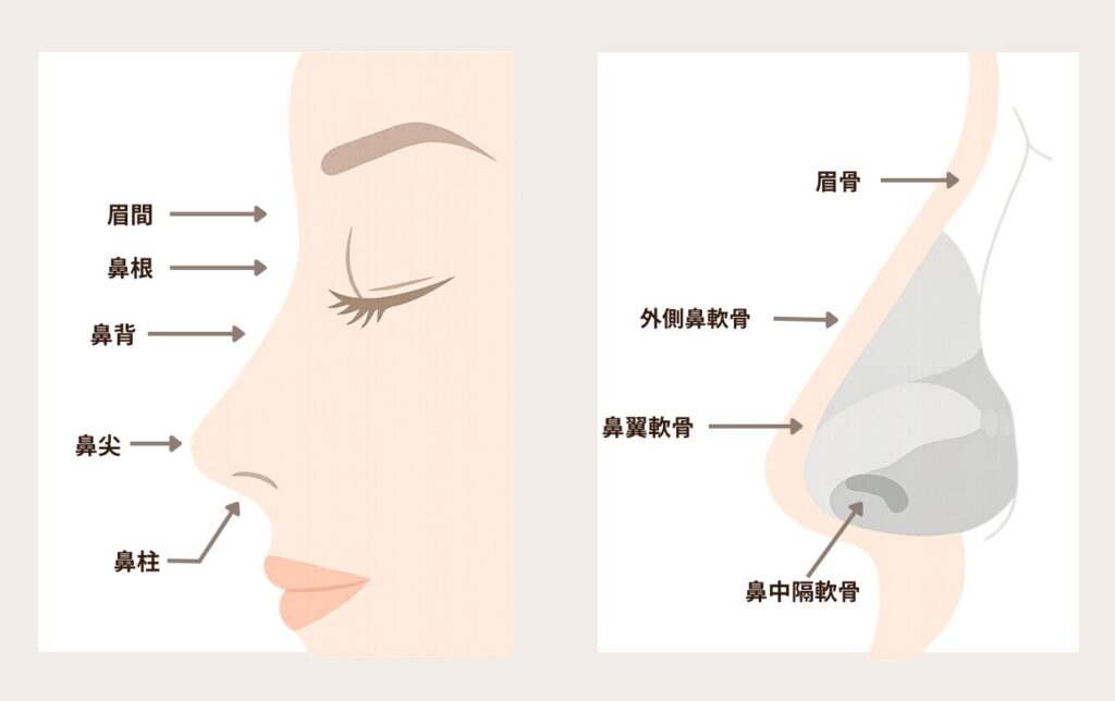 鼻の構造に関する図解